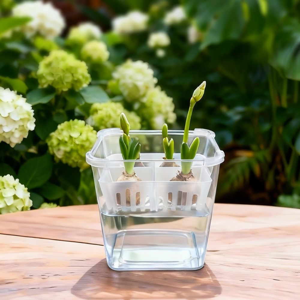 Vase hydroponique pour tulipes - Indoor Plants avis et prix