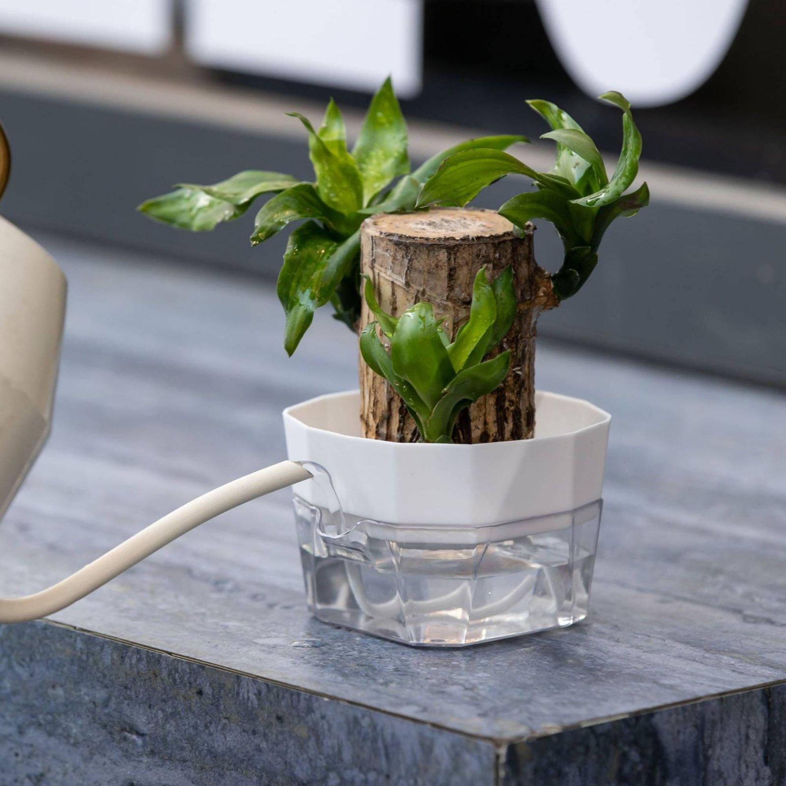 Vase hydroponique à deux nivea - Indoor Plants avis et prix