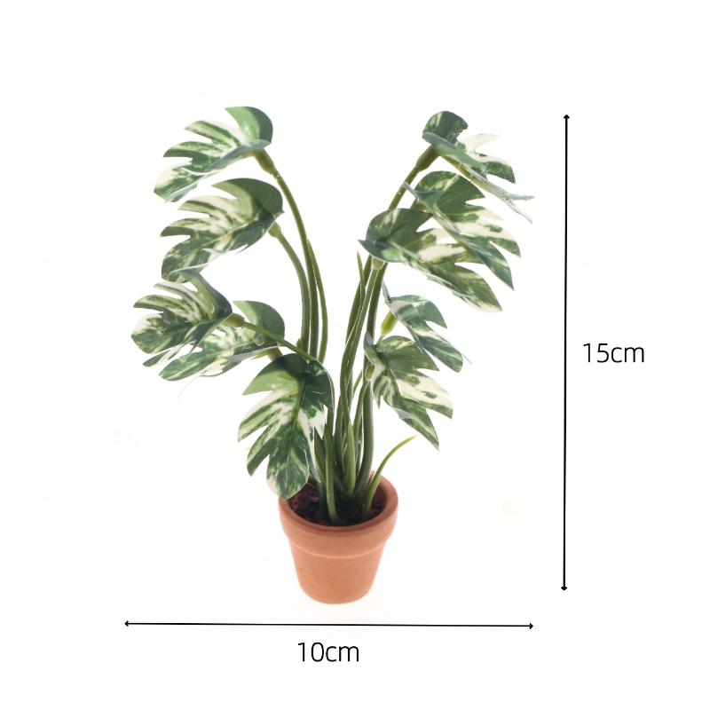 Nouveau. 1 pièce. Plante verte - Pothos avis et prix
