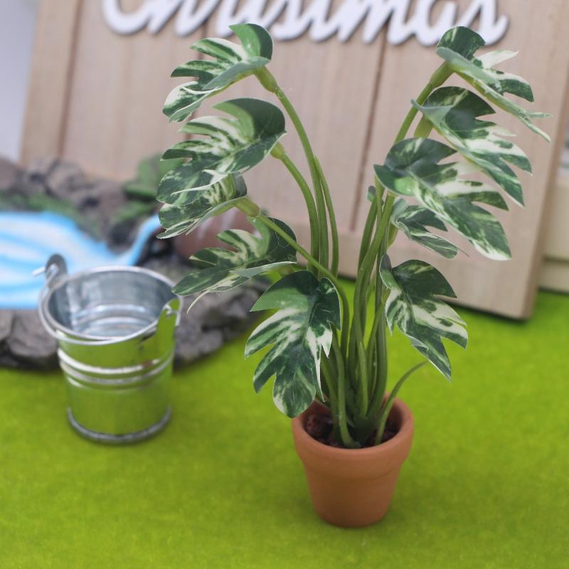 Nouveau. 1 pièce. Plante verte - Pothos avis et prix